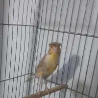 قناری نر|پرنده|بروجرد, |دیوار