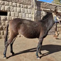 قاطر|حیوانات مزرعه|کوهدشت, |دیوار