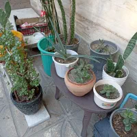 گل طبیعی باگلدان|گل و گیاه طبیعی|کرج, شهرک دریا|دیوار