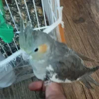 4 تا جوجه عروس هلندی