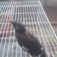 سلام یک عدد جوجه مینا  به فروش میرسد