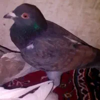 پرشی|پرنده|طاغنکوه, |دیوار