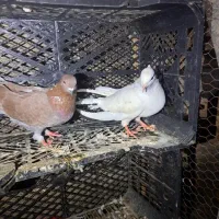 کبوتر