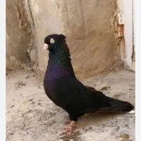 کفتر زاغ سیا