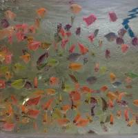 ماهی کالر،گوپی،زبرا،پلاتی،کوریدوراس