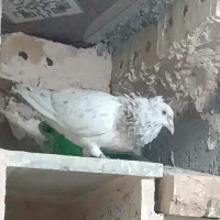 کفتر سرونج