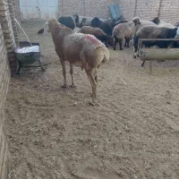 شیشک چاق