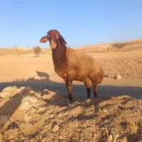 یک راس کاور نر