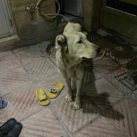 ماده عراقی گرفته شده