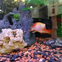 ماهی کالر ومولی سیاه وقرمز و زبرا