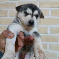 توله هاسکی عالی اماده برای آزمایشدادن