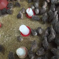 ۱۱ تا کبوتر   و  گوشت بلدرچین