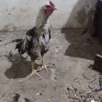 خروس لاری|حیوانات مزرعه|نقده, |دیوار