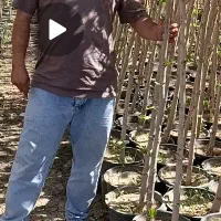 نهال متناسب با آب هوای زنجان نهال چنار تنه دارسطلی|خدمات باغبانی و درختکاری|زنجان, |دیوار