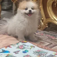 پامرانین نر