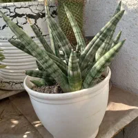 گل و گیاه طبیعی کاکتوس سانسوریا