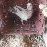 کبوتر هفت رنگ کله ماستی