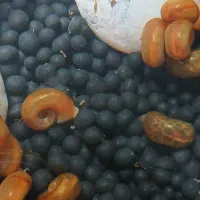 حلزون رم شورن آکواریمی|ماهی|رشت, جماران|دیوار