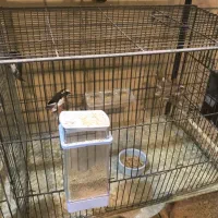 فنچ نرگسی|پرنده|یزد, |دیوار