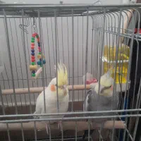 ۴عدد عروس هلندی|پرنده|مهریز, |دیوار