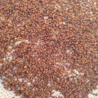 سوپرلوکس خوراکی|خوردنی و آشامیدنی|اشکذر, |دیوار