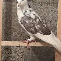 کبوتر پرشی|پرنده|بندر انزلی, خوش پیک|دیوار