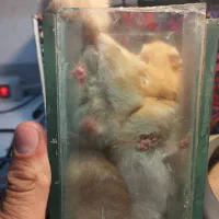 بچه همستر|موش و خرگوش|کرمانشاه, |دیوار