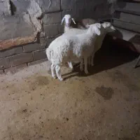 سه راس بره نر مغانی|حیوانات مزرعه|باخزر, |دیوار