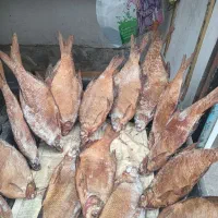 بیکت دودی|ماهی|رشت, شالکو|دیوار