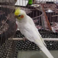 عروس هلندی نر