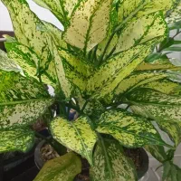 گل فروشی|گل و گیاه طبیعی|فلاورجان, |دیوار