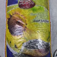 تخمه خارجی