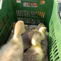 غاز محلی|حیوانات مزرعه|قائمشهر, |دیوار