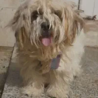 سگ خارجی پشمالو