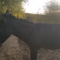 حیوان خر)الاغ