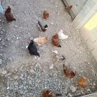 فروش تعدادی مرغ محلی