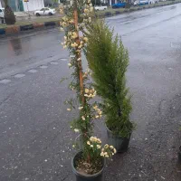 انواع‌گلهای‌ زیبا