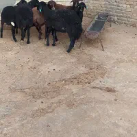 بره ماده