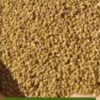 بذریونجه یک1 محلی اصل بمی در بم|خدمات باغبانی و درختکاری|بم, |دیوار