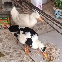 فروش اردک خانگی