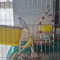 نقد یا معاوضه با عروس هلندی یا...