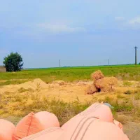 ۲۵ خلال کاه گندم آماده