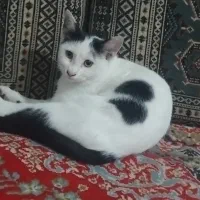 گربه|گربه|قزوین, |دیوار
