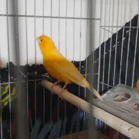 قناری‌ماده‌‌آماده‌قرمز