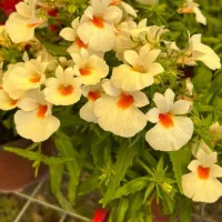 فروش باغ و زمین زراعی