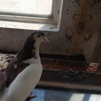 کبوتر پرشی فقط ۲۵۰ هزار