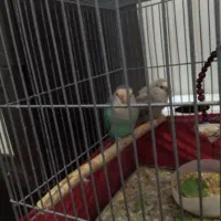 طوطی برزیلی