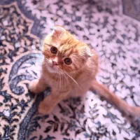 گربه اسکاتیش