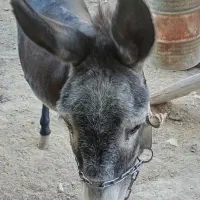 یک نر خر سالم و آرام برای گله|حیوانات مزرعه|قلقل رود, |دیوار