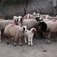 گوسفند|حیوانات مزرعه|سوسنگرد, |دیوار